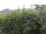 Parcela de limoneros en producción