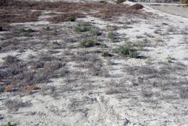 SE VENDE PARCELA RÚSTICA EN ALGUAZAS