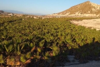 TERRENO con BALSA en Las CHinchillanas – FORTUNA (MURCIA)